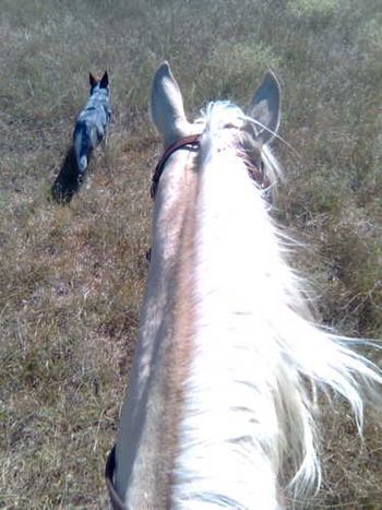 Our favorite things: Palominos and blue heelers!
