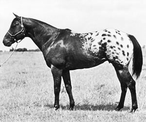 Wapiti Inducted into the ApHC Hall of Fame in 1988 1966 Natl Champion Get of Sire 1974 Canadian Natl Champion Get of Sire World & Natl Champion Sire 22 Race Starters, $16,793.33 Lifetime Earnings 1970 Reserve National Champion 1969 Reserve National Champion  Wapiti is the ancestor to our mares Albe Me, Gotcha All Jazzed Up, Island Breeze, and Shados Princess Ann
