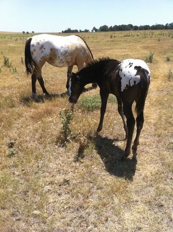 "Loads of color" Buckskin blanketed mare Gotcha All Jazzed Up and 2010 colt A Legendary Dream. (Both Sold.)
