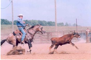 Poweriffic showing how versatile we think a halter horse should be!
