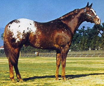 Goer 1994 ApHC Hall Of Fame CRHA 1980, 1983, & 1984 National Champion Get of sire 1985 World & National Champion Get of sire Bronze medallion production plauque Superior achievement certificate winner 1995 ApHC Performace Sire Award  Goer is the ancestor to many of our horses, we believe he's a good one to have in a pedigree!.
