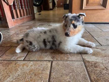 Blue Merle Male
