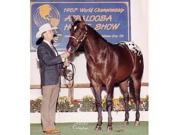 Legend Bright National and world show top ten placer. Has his ROM in aged stallions. His foals have proven to be versatile and have earned performance, halter, and non-pro points and one ROM. Legend Bright is the sire of our mare Albe Me
