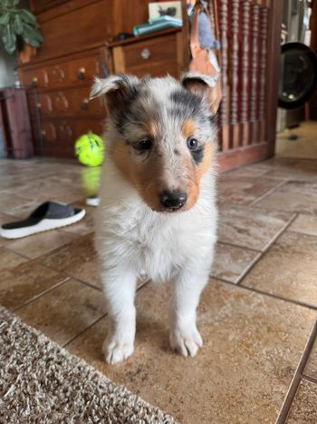 Blue Merle Boy
