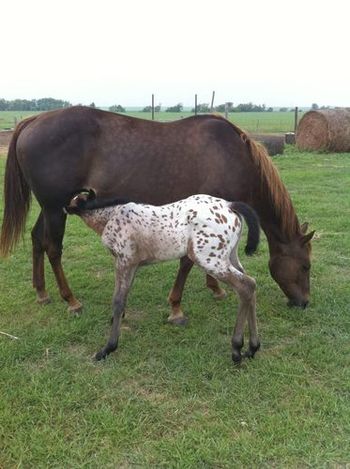 Future prospect, Eyes On Doe with her beautiful AQHA dam, Harlans Leo Eyed
