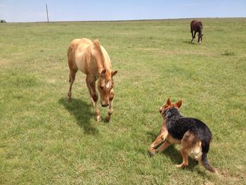 2014 red dun filly schooling our cattle dog.
