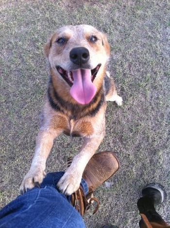 Our heelers LOVE when we saddle up!
