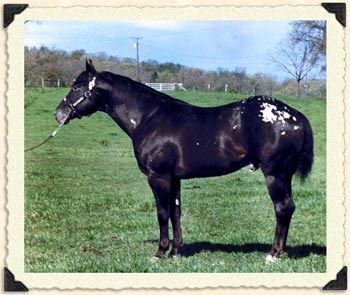Ha Dar Shado National and World top 10 placer. Reserve hi point Jr. Western Pleasure & 3rd as Jr trail horse. Multiple Madallion sire. Gold Futurity Champion Sire.  Ha Dar Shado is the ancestor to many of the horses in our program
