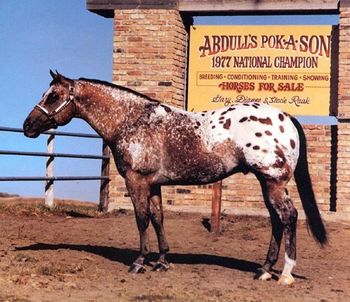 Abdulls Pok A Son 15.0 HH 1977 National Champion Aged Stallion. Sire of National & World Champions. Abdulls Pok A Son is an ancestor to our stallion, Little Roman Brother
