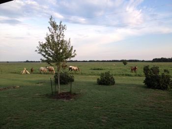 View from the front yard in early summer.
