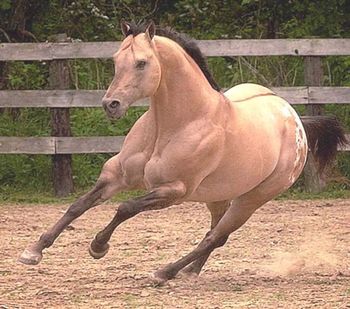 Poweriffic Look at all that muscle, and no Impressive breeding!
