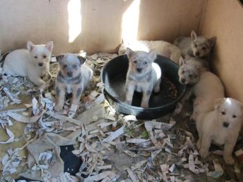 One of our previous litters of heeler puppies, there were 4 reds and 4 blues! Whew!
