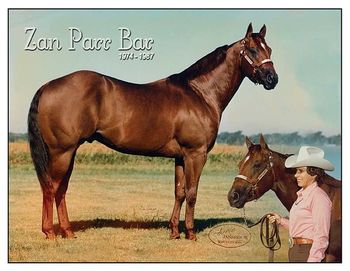 AQHA Show H-245/P-357 AQHA Champion Superior Halter Superior Steer Roping Halter-114 Grand Championships 357 performance points in 5 events: Western Pleasure, Reining, Calf Roping, Heading and Heeling Three-time World Champion Halter Stallion: 1977, 1979, 1980 (In 1979: won the Halter and placed 6th in Heading & 7th in Heeling) High Point Junior Halter Champion and Halter Stallion: 1977 High Point Steer Roping Champion: 1979. Zan Parr Bar is the grand sire of our AQHA stallion, Zan Baron Capital and is also an ancestor of our AQHA mares, Sweet Jacks Lace and Smooth Double Jacks, a long with our ApHC mare Fritzy Six Shooter.
