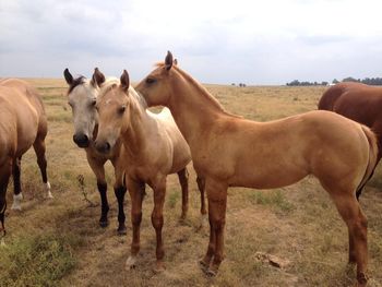 Three of Zan Baron Capital's daughters.  Zan Roxanne (ApHC) and two 2014 AQHA fillies.
