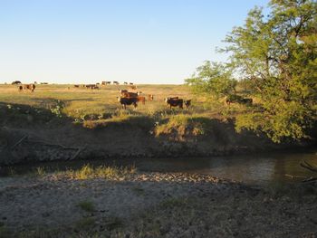 Big Creek runs through the ranch and here are the herefords the ranch is so well known for.
