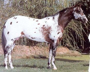 Dreamfinder 15.3 HH ApHC Hall of Fame 1989 World Champion Get of Sire 1991 World Champion Get of Sire, National & World Champion, Multiple National & World Champion producer  Dreamfinder is the grandsire of our three geldings, Watch Joe Dream, Two Eyed Dreamer, I Dream Of Bein Loud, and our buckskin stud prospect, Powerful Dreams
