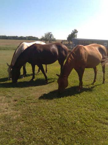Some of the mares team mowing the yard!
