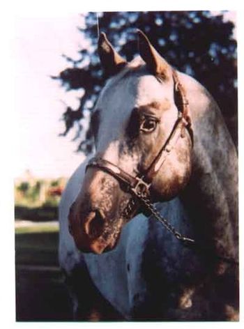 Abdull Mighty Pevy Sire of performance and halter point earners. Abdull Mighty Pevy is the grandsire of our stallion, Little Roman Brother
