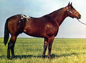 blanket w/ spots ApHC Hall Of Fame 2000. MW SW AA 4x National Champion Get of Sire Bronze Medallion Winner Stakes Winner, Champion Running Horse, AA 1967 World Wide Futurity winner Bronze Superior Sire Production Plaque Superior Halter & Superior Performance Sire Medallion & Superior Achievement Certificate Sire World Champ./1984 Get of sire sire of 270 foals with 30 race starts, 1 Champion, 2 ROMs, $95,052 Foals earner 1813 performance points, 1162 1/2 halter points, 74 ROMs, 3 halter and performance Superiors, 3 Club Champions, 1 Versatility Championship. 24 Bronze Medallions, 6 Silver Medallions, 17 Bronze Superior Achievement Certificates.World Wide Futurity Winner, Stakes Winner earning $17,576, Medallion Winner, National Champion in halter, Superior Achievement Certificate earner. A long with BEB, most of our appaloosas go back to Hayes Roman Cloud, These horses bred together seem to have been a golden cross
