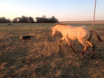 Our foals are started fairly early on "cattle" dogs!
