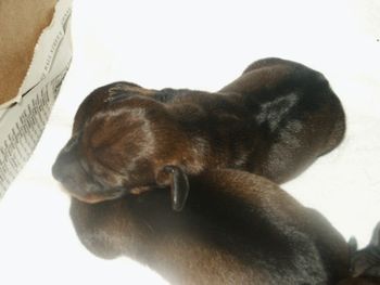 Wildboar Wirehaired Pups
