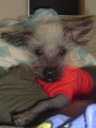 What kind of DJ would I be if I didn't have a hairless pup??
