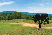 Wavelength trio @ Fallen Tree Vineyard!