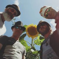 postcard from a cabbage tree