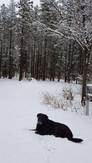 Bud in the snow
