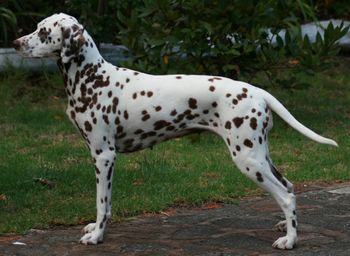 CH Cristabo Beltaine Fire "Flame" Click here to go to her page
