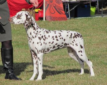 Cristabo Sugar Babe "Sugar" (ex CH Cristabo Devilz Delite by CH Cristabo Starlite Express Sugar is proudly owned and shown by Teresa Tod in Christchurch
