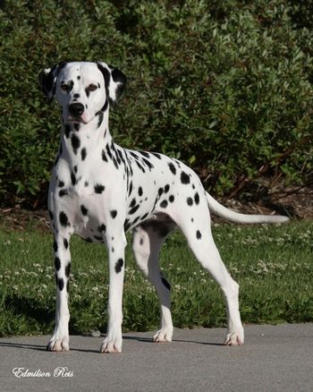 Canadian CH Cristabo Mistletoe Kiss "Cameo" (ex CH Cristabo Star Attraxion by NZ CH Toots Zee Devil at Cristabo (NWY)) Click here to go to her page Cameo is owned and loved by Charlene Maines, Alberta, Canada. Cameo is also involved in Tracking and Agility events. Save Cancel
