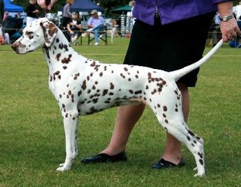 BIS/RBIS CH Cristabo Devilz Delite "Coco" (ex CH Cristabo Star D'zine by NZ CH Toots Zee Devil at Cristabo (NWY)) Click here to go to her page
