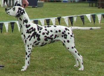 RBISS CH Cristabo Ruby Tuesday "Ruby" (ex CH Cristabo Dimond Daze by CH Cristabo Devilz Dzine) Click here to go to her page Ruby is proudly owned and shown by Bronwen Munro in Blenheim
