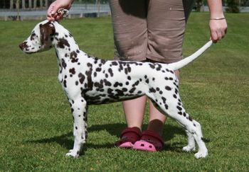 Aged 14 weeks in pic
