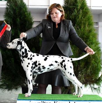 Medo, Ist place All Breeds Puppy Sweepstakes, Hamilton Champ Show 2007
