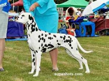 CH Kissd Zedevil of Kalesha "Cyd" Click here to go to her page
