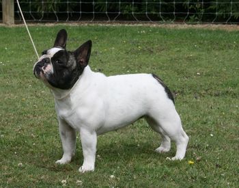 CH Titans Maggie May "Maggie" (ex CH Daccord Petite Nina (Aus) by CH Pahaoa Regis) Maggie is my parents special girl and co-owned with Scott and Loretta Lovell.
