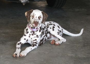 Cookie (6mths) with band aid on her ear, she has a small tear.
