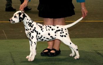 Sin (aged 14 weeks)
