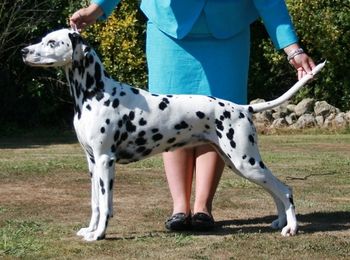 RBIS/RBISS CH Cristabo Starlite Serenade "Medo" (ex CH Cristabo Star Attraxion by GR CH Kavaletto of Kahryzma) Click here to go to her page
