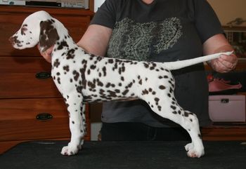 Aged 10 weeks in pic

