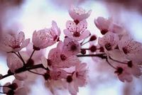 Cherry Blossom Festival