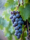 Grapes 4_ AnnorStock