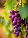 Grapes 2_ AnnorStock