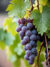 Grapes 3_ AnnorStock