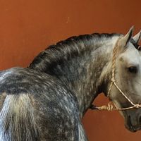 MP3 MUSIC DOWNLOAD "Noble stallion"