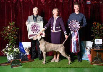 Best in Show
