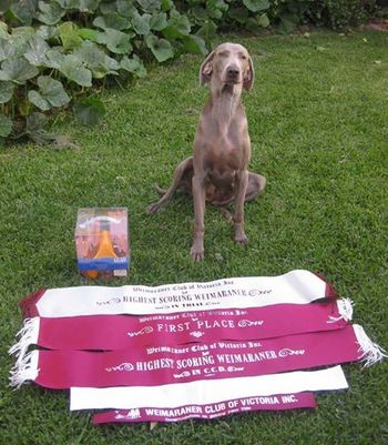 Highest Scoring Weimaraner In Trial - AM
