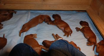 Passed out after a good meal...
